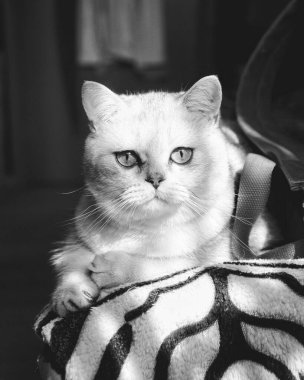 İngiliz kedisi kameraya dikkatlice bakıyor..