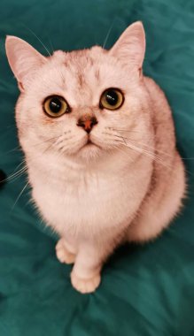 İngiliz kedisi kameraya bakıyor