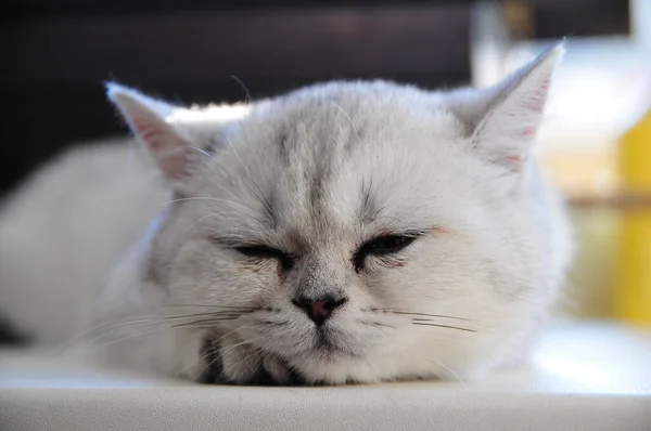 Британская Кошка Смотрит Камеру — стоковое фото