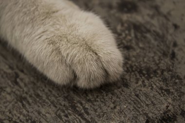 Yerdeki beyaz bir kedinin pençesine dikkatlice odaklan.