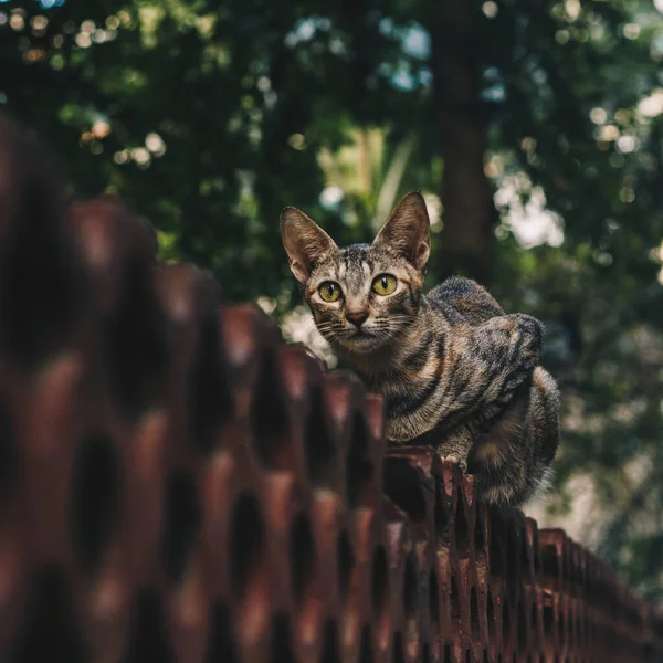 一只胖乎乎的猫坐在花园的墙上 看着镜头的背景 一副滑稽的样子 — 图库照片