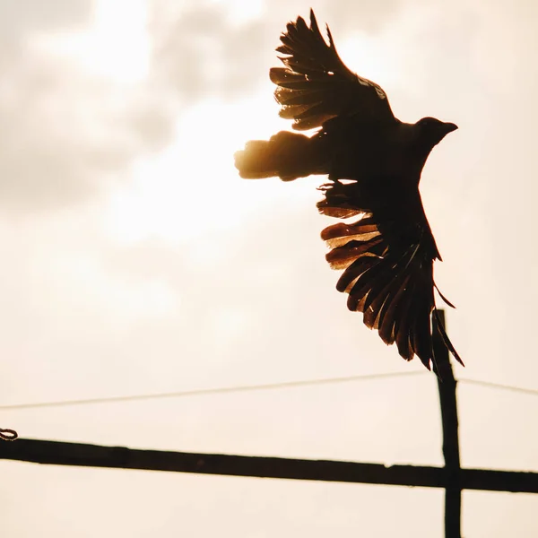 Silhouette of a Crow taking off to fly with wings spread out and back-lit by the sun
