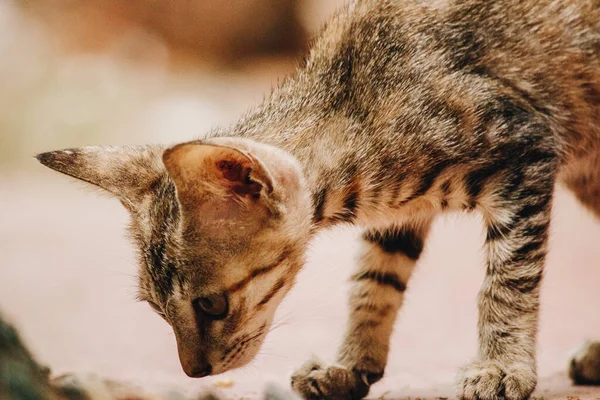 床を嗅ぐ好奇心旺盛なタビー猫のクローズアップ — ストック写真