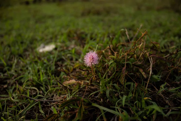 Gros Plan Sélectif Une Fleur Rose Pissenlit Poussant Sur Sol — Photo