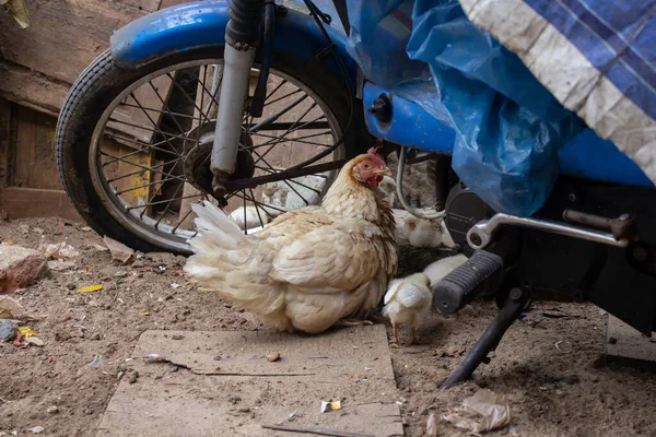 A white hen sitting under a blue bike in the street