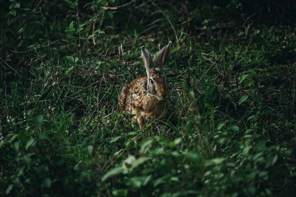 Селективный Фокус Крупным Планом Дикого Кролика Сидящего Кустах Окруженных Пышными — стоковое фото