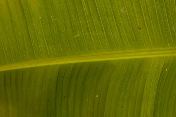 Вибірковий Фокус Крупним Планом Текстури Свіжому Зеленому Банановому Листі — стокове фото
