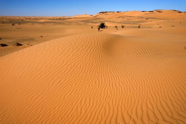 Desierto Sahara Argel Dunas Arena Paisaje Deserto —  Fotos de Stock