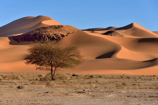 萨拉设计在Algeria Sand Dunes Dunes Desert Landscape — 图库照片