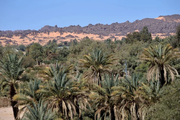 Algerya Sahara Djanet Vahesi — Stok fotoğraf