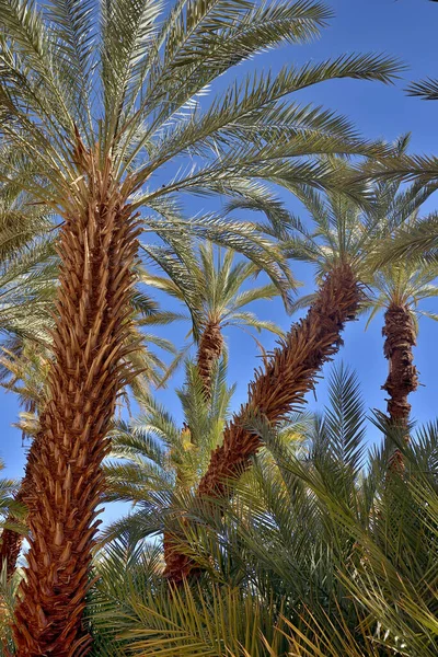 Djanet Oasis Dem Sahara Desert Algerien — Stockfoto