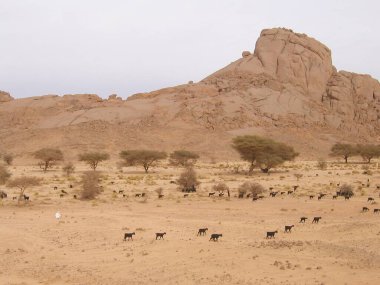 TAMANRASST, ALGERYA. SAHARA 'DA Kum Bataklıkları ve Kaya oluşumları