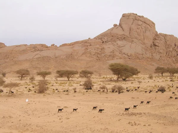 Tamanrasst Algerya Sahara Kum Bataklıkları Kaya Oluşumları — Stok fotoğraf