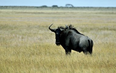 Namibya 'daki Etoşya Ulusal Parkı' nda Afrika antilobu. Oyun Sürüşü