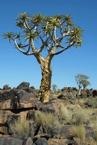 Kvivertren Namibia — Stockfoto