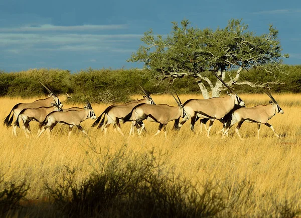 Gemsboks Parque Nacional Etosha Namíbia — Fotografia de Stock