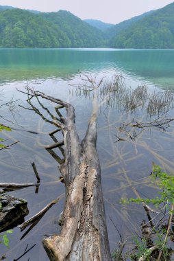 PLITVICE GÖLLLERİ VE SÜRERFALARI KROATIA 'DA ULUSAL PARK' DA.