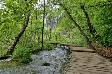 PLITVICE GÖLLLERİ VE SÜRERFALARI KROATIA 'DA ULUSAL PARK' DA.