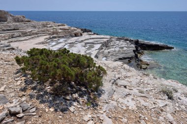 SREBRNA KUZGU KUTUKLARI VİSİ KRALARINDA.