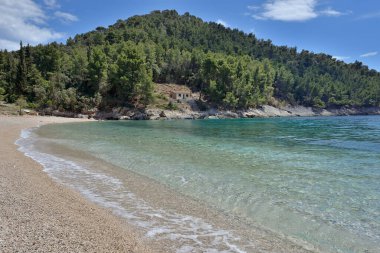 KRALİYA 'DA KORKULA' NIN MEDERRANEAN KUTASINDA Yaban Arıları