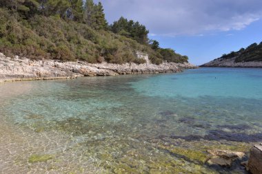 KRALİYA 'DA KORKULA' NIN MEDERRANEAN KUTASINDA Yaban Arıları