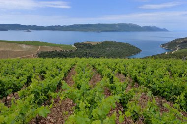 VINEYARLAR KROATIA 'DA PELJESAC PENINSULA' DA