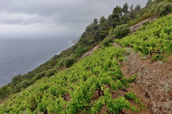 Vineyards Περιτριγυρίζουν Την Peljesac Peninsula Στην Κροατια — Φωτογραφία Αρχείου
