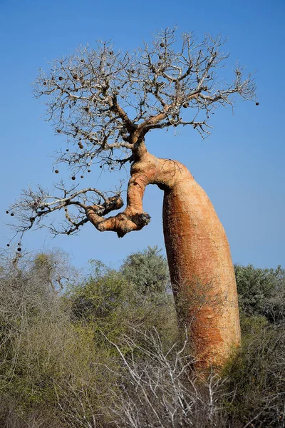 Árvores Baobab Madagascar Árvore Nacional — Fotografia de Stock
