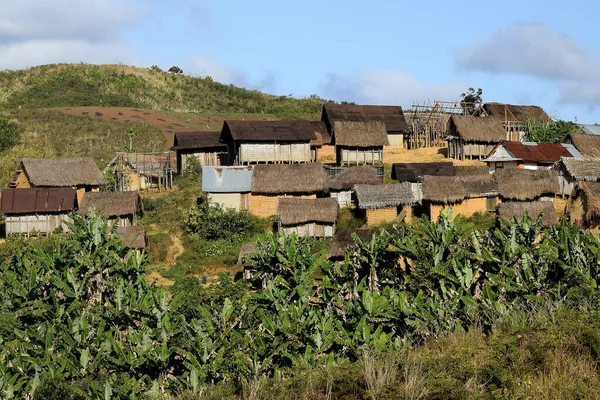 MADAGASCAR KÖPEK VE BANA TÜRLERİ
