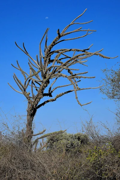 Albero Ottopus Madagascar — Foto Stock