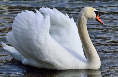 Kuğu Yazın Nehirde