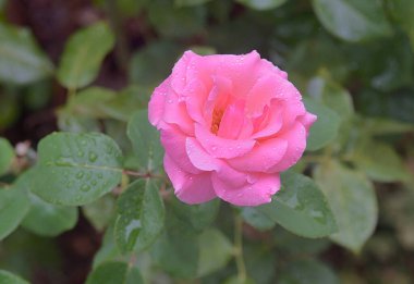 Yazın yağan yağmurdan sonra pembe gül