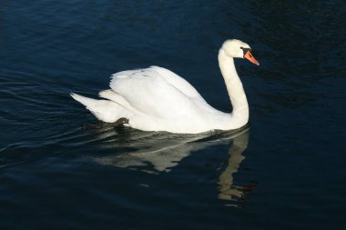 Kuğular Yazın Nehirde