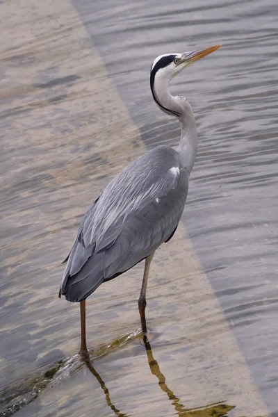 Grey Heron Water — Stock Photo, Image