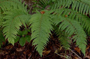 Ormandaki FERN PLANLARI