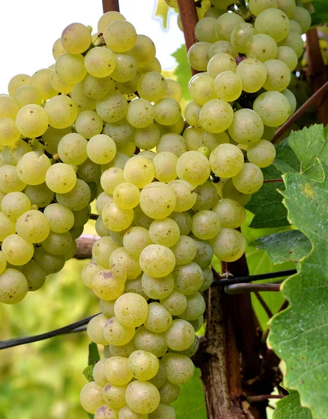 Graphiques Vin Blanc Grasevina Sort Croatie — Photo