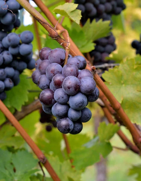 PINOT GRIS SORT 'UN kırmızı şarap üzümü