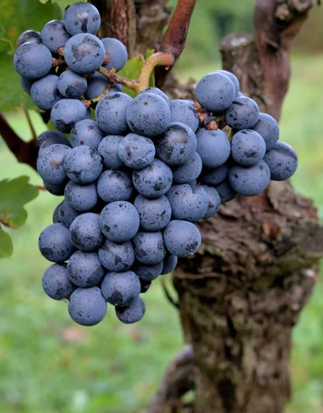 Graphiques Vin Français Bleu Croatie — Photo
