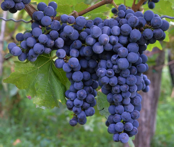 Graphiques Vin Français Bleu Croatie — Photo