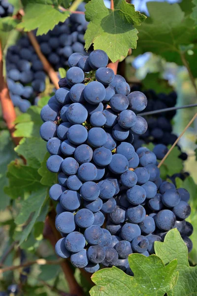 KABERNET SAUVİGNON ŞARKI Üzümleri