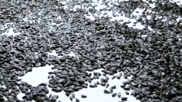 Sunflower Seed Processing Factory Assembly Line Production Environmentally Friendly Production — Stock Video