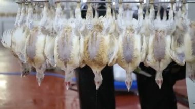 İşleme Line tavuk çiftliği, tavuk. Tavuk eti üretim hattı. Gıda Sanayi.