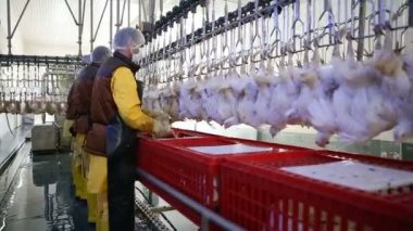 İşleme Line tavuk çiftliği, tavuk. Tavuk eti üretim hattı. Gıda Sanayi.