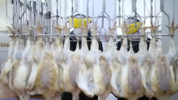 Linha Processamento Frango Granja Aves Linha Produção Carne Frango Indústria — Vídeo de Stock