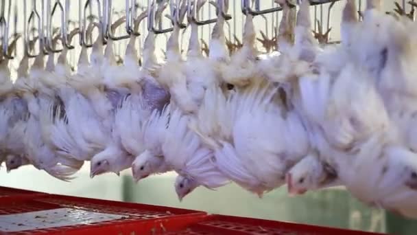 Linha Processamento Frango Granja Aves Linha Produção Carne Frango Indústria — Vídeo de Stock