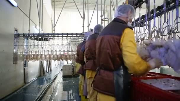 Línea Procesamiento Pollo Granja Avícola Línea Producción Carne Pollo Industria — Vídeo de stock