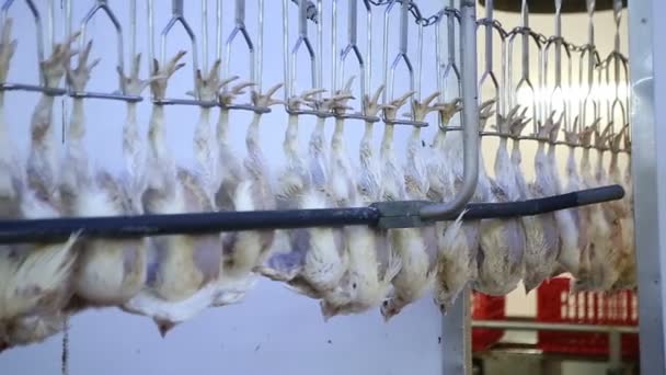 Csirke Baromfi Gazdaságban Sor Feldolgozása Csirke Hús Gépsor Élelmiszeripar — Stock videók