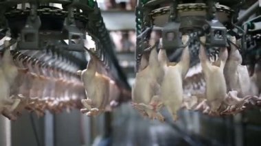 İşleme Line tavuk çiftliği, tavuk. Tavuk eti üretim hattı. Gıda Sanayi.