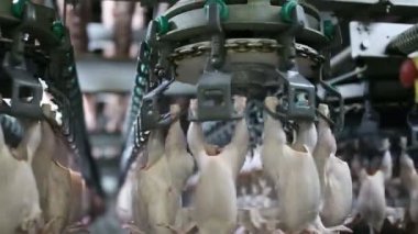 İşleme Line tavuk çiftliği, tavuk. Tavuk eti üretim hattı. Gıda Sanayi.