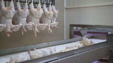 İşleme Line tavuk çiftliği, tavuk. Tavuk eti üretim hattı. Gıda Sanayi.